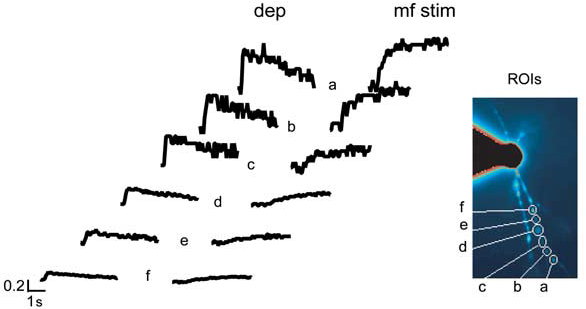 calcium-imaging-dendrite