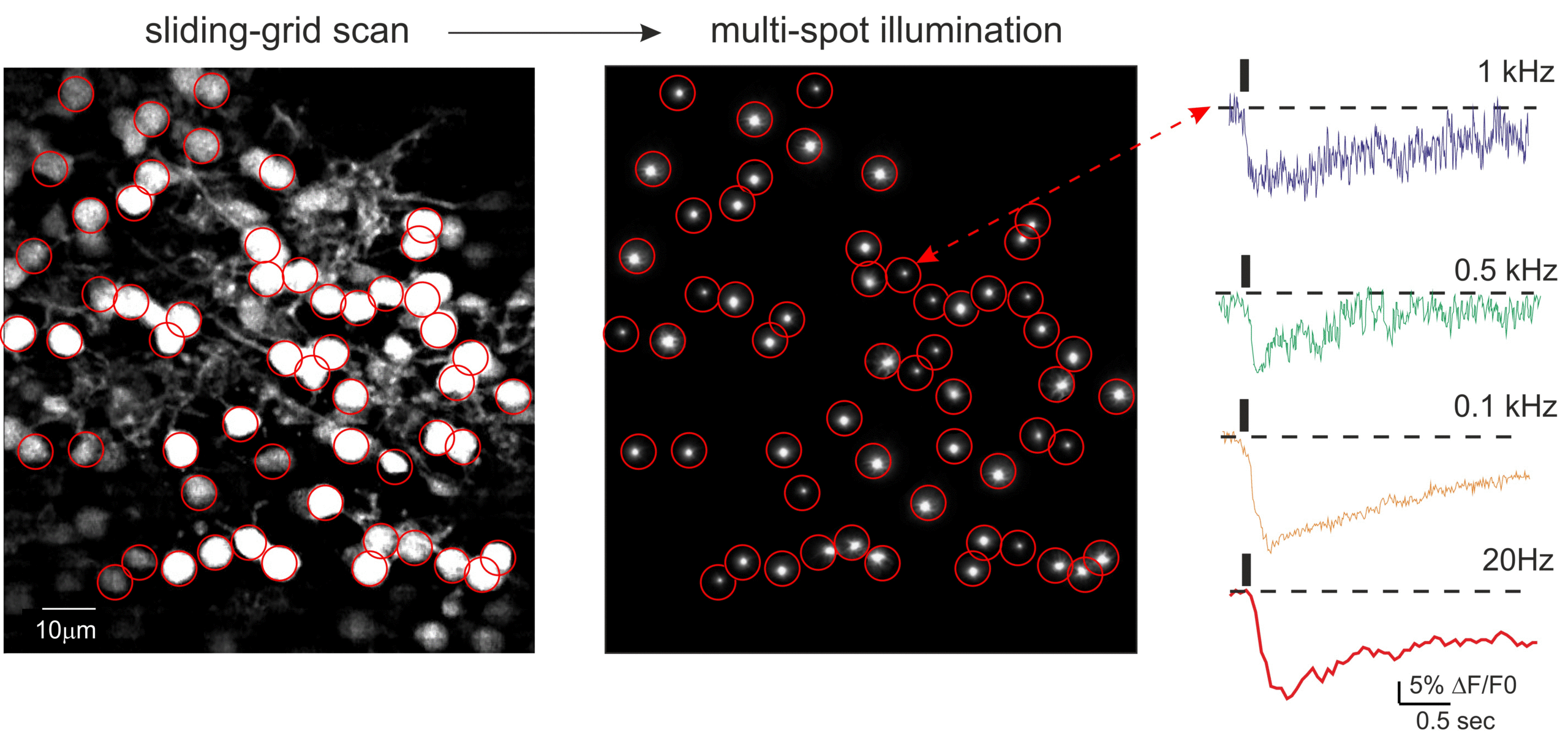 Two photon microscopy